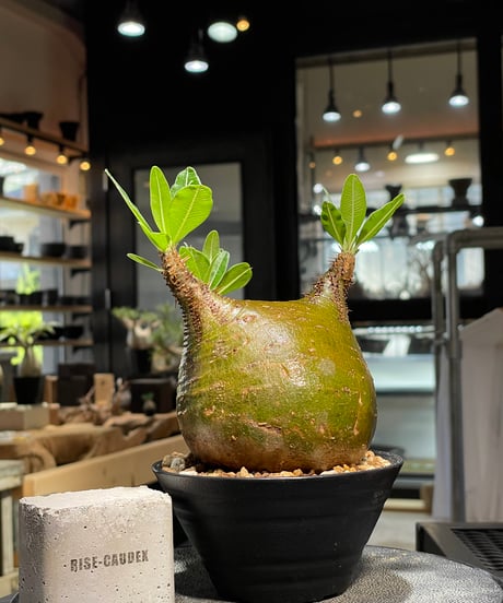 パキポディウム グラキリス　Pachypodium gracilius 　発根済　(gk-511）