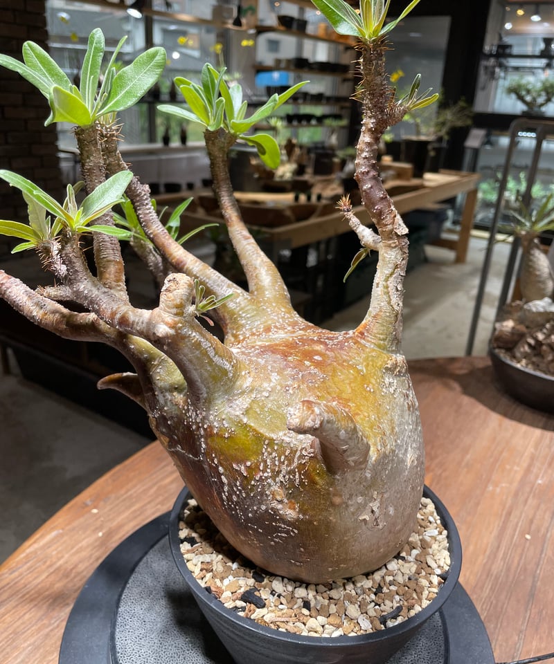 パキポディウム グラキリス Pachypodium gracilius ① パキポディウム グラキリス Pachypodium gracilius 発根済 (gk-46