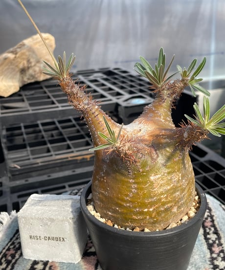 パキポディウム グラキリス　Pachypodium gracilius 　発根済　(gk-422)