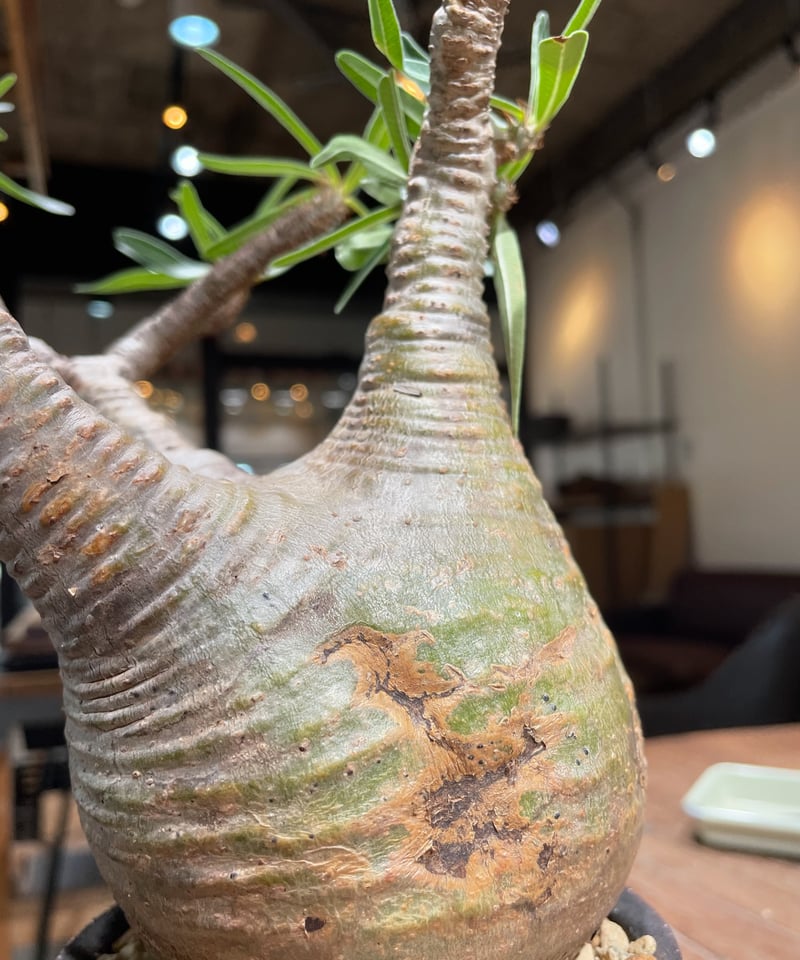 パキポディウム グラキリス Pachypodium gracilius 発根済 (gk-41