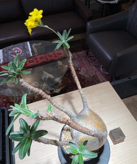 パキポディウム グラキリス　Pachypodium gracilius 　発根済　(gk-222)