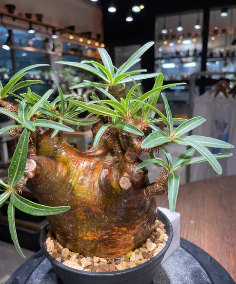 パキポディウム グラキリス　Pachypodium gracilius 　発根済　(gk-515）