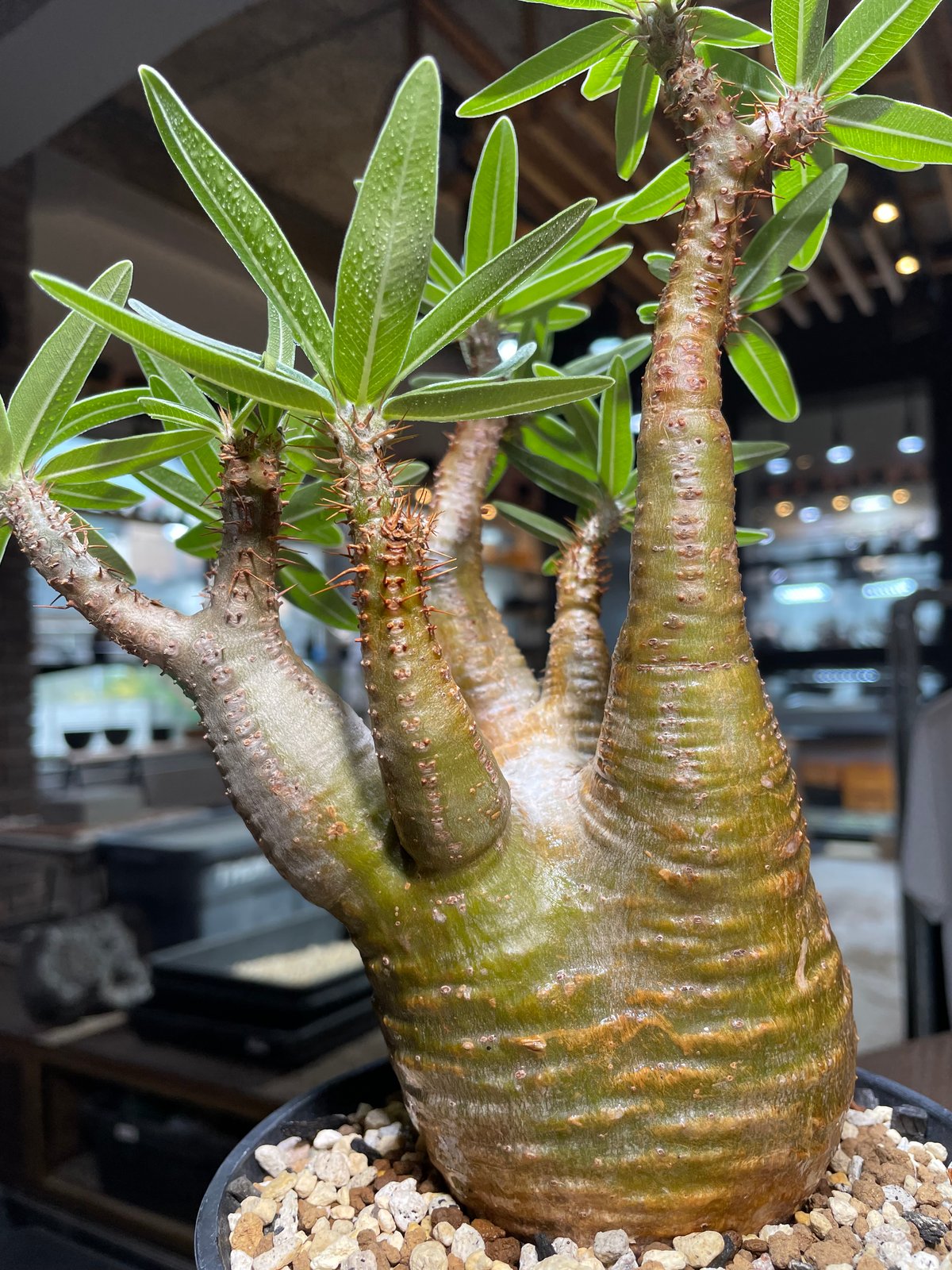 ミ*ン様 35.パキポディウム グラキリス パキポディウム グラキリス-PG351 | Supervoid Caudex