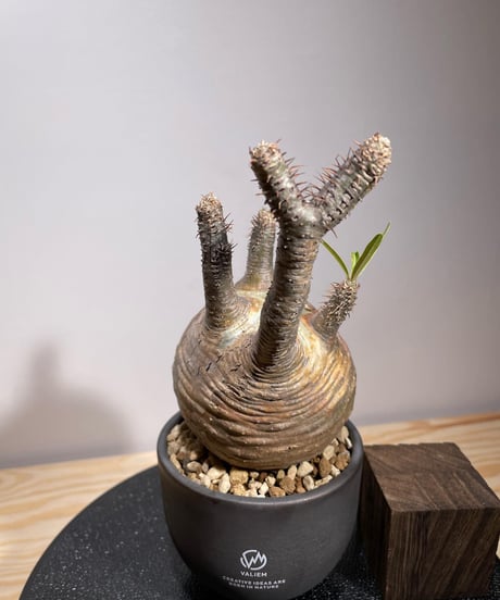 パキポディウム グラキリス　Pachypodium gracilius 　発根済　(商品番号gk-127valiem)VALIEM  (VALIEMタグ付き)