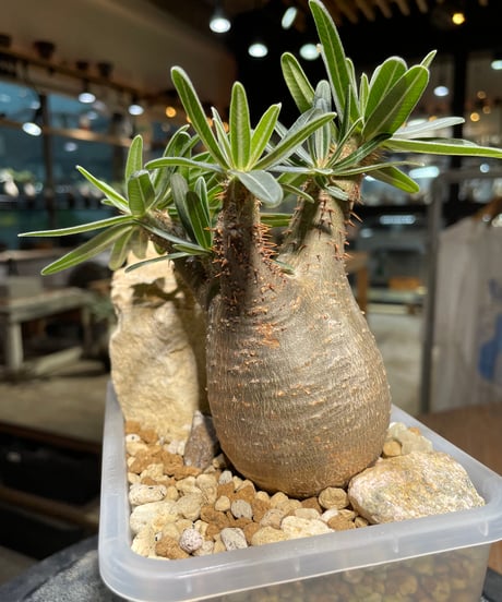 パキポディウム グラキリス　Pachypodium gracilius 　発根済　(gk-236)