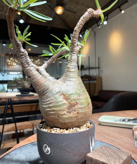 パキポディウム グラキリス　Pachypodium gracilius 　発根済　(gk-412valiem) ACT4 GLUTTONY Mサイズ