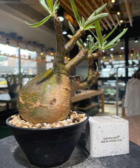 パキポディウム グラキリス　Pachypodium gracilius 　発根済　(gk-558)