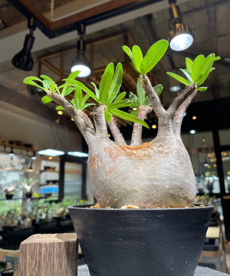 パキポディウム グラキリス　Pachypodium gracilius 　発根済　(gk-261)