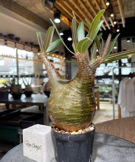 パキポディウム グラキリス　Pachypodium gracilius 　発根済　(gk-555)