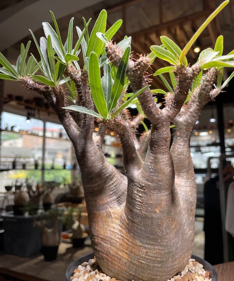 パキポディウム グラキリス　Pachypodium gracilius 　発根済　(gk-531)