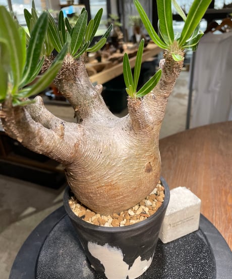 パキポディウム イノピナツム　Pachypodium inopinatum 　発根済　(pi-101)