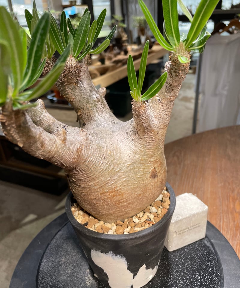 パキポディウム イノピナツム Pachypodium inopinatum 発根済