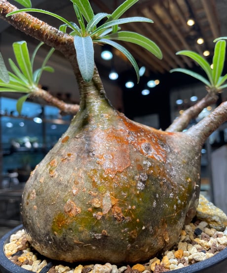 パキポディウム グラキリス　Pachypodium gracilius 　発根済　(gk-389)