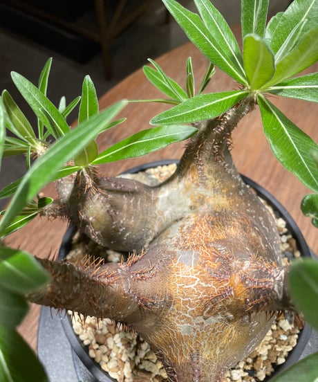 パキポディウム グラキリス　多頭　Pachypodium gracilius 　発根済　(gk-370-2)