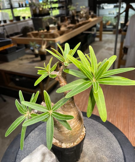 パキポディウム グラキリス　Pachypodium gracilius 　発根済　(gk-487)