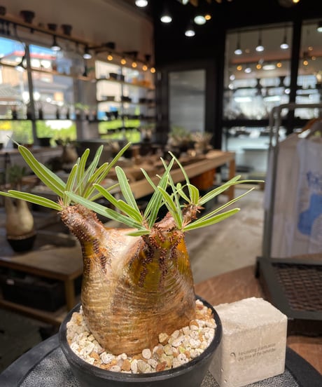 パキポディウム グラキリス　Pachypodium gracilius 　発根済　(gk-510）