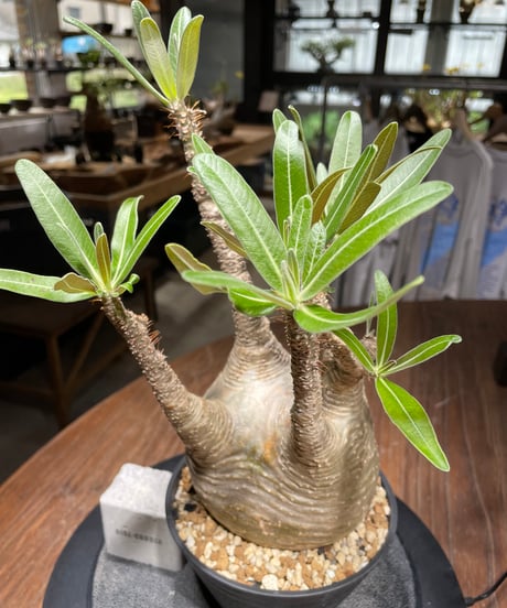 パキポディウム グラキリス　Pachypodium gracilius 　発根済　(gk-441）
