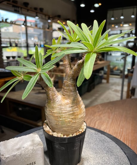 パキポディウム グラキリス　Pachypodium gracilius 　発根済　(gk-487)
