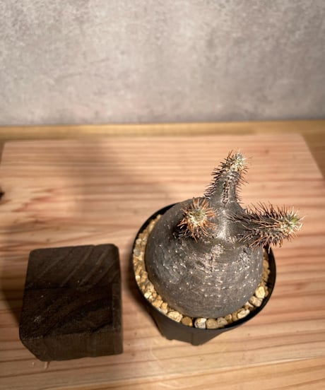 パキポディウム グラキリス　Pachypodium gracilius 　発根済　(商品番号gk-40)