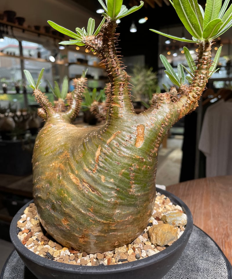 パキポディウム グラキリス Pachypodium gracilius 発根済 (gk-53