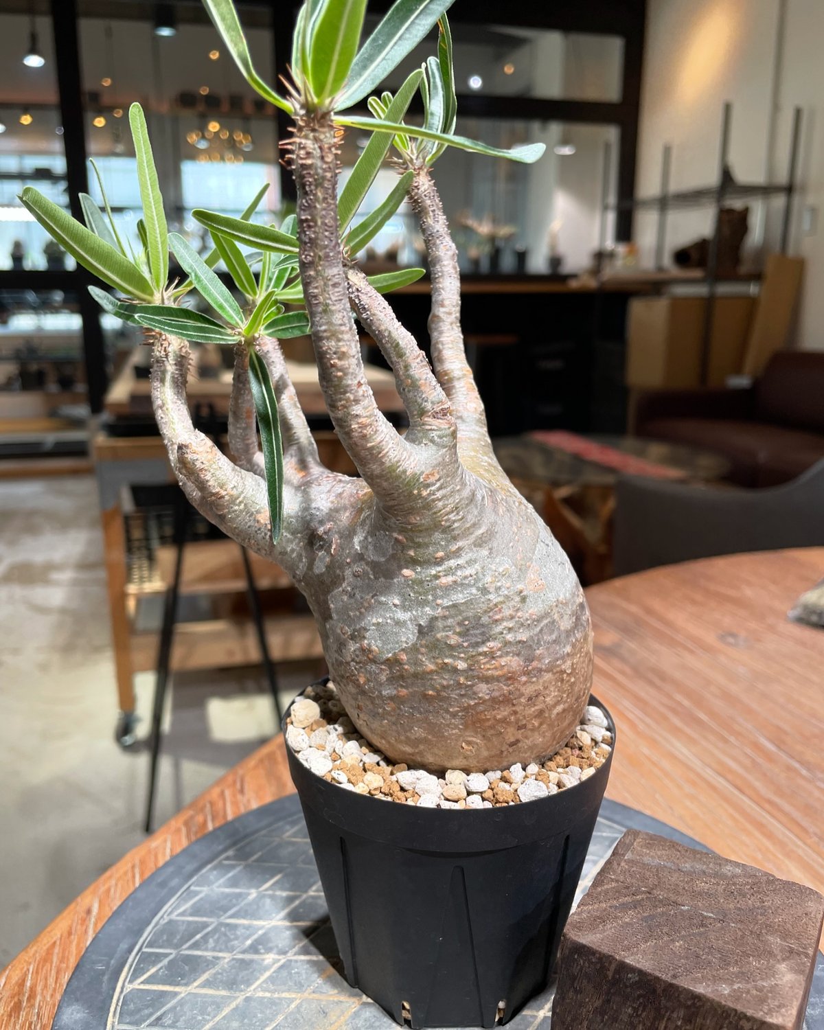 Pachypodium gracilius グラキリス 良型 【発根済み】 Online shop 掲載のお知らせ 🛒 コンパクトながら存在感のある