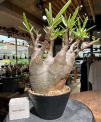 パキポディウム グラキリス 2頭 Pachypodium gracilius 発根済