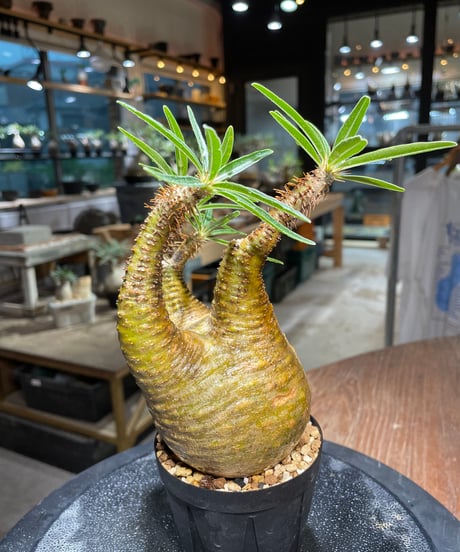 パキポディウム グラキリス　Pachypodium gracilius 　発根済　(gk-513）