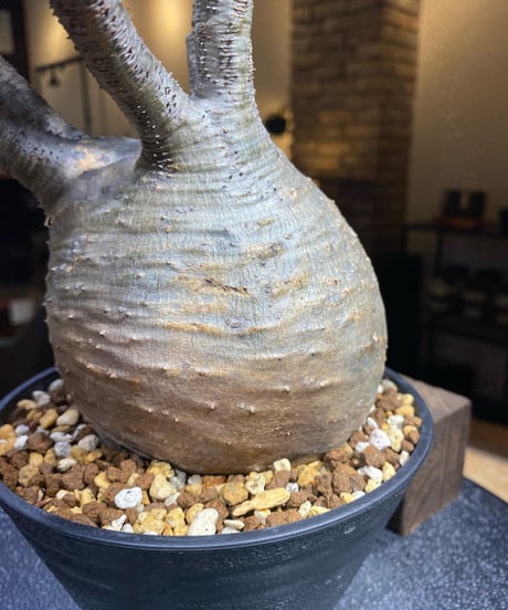 パキポディウム グラキリス　Pachypodium gracilius 　発根済　(塊根幅約12ｃｍ)　(商品番号gk-195)
