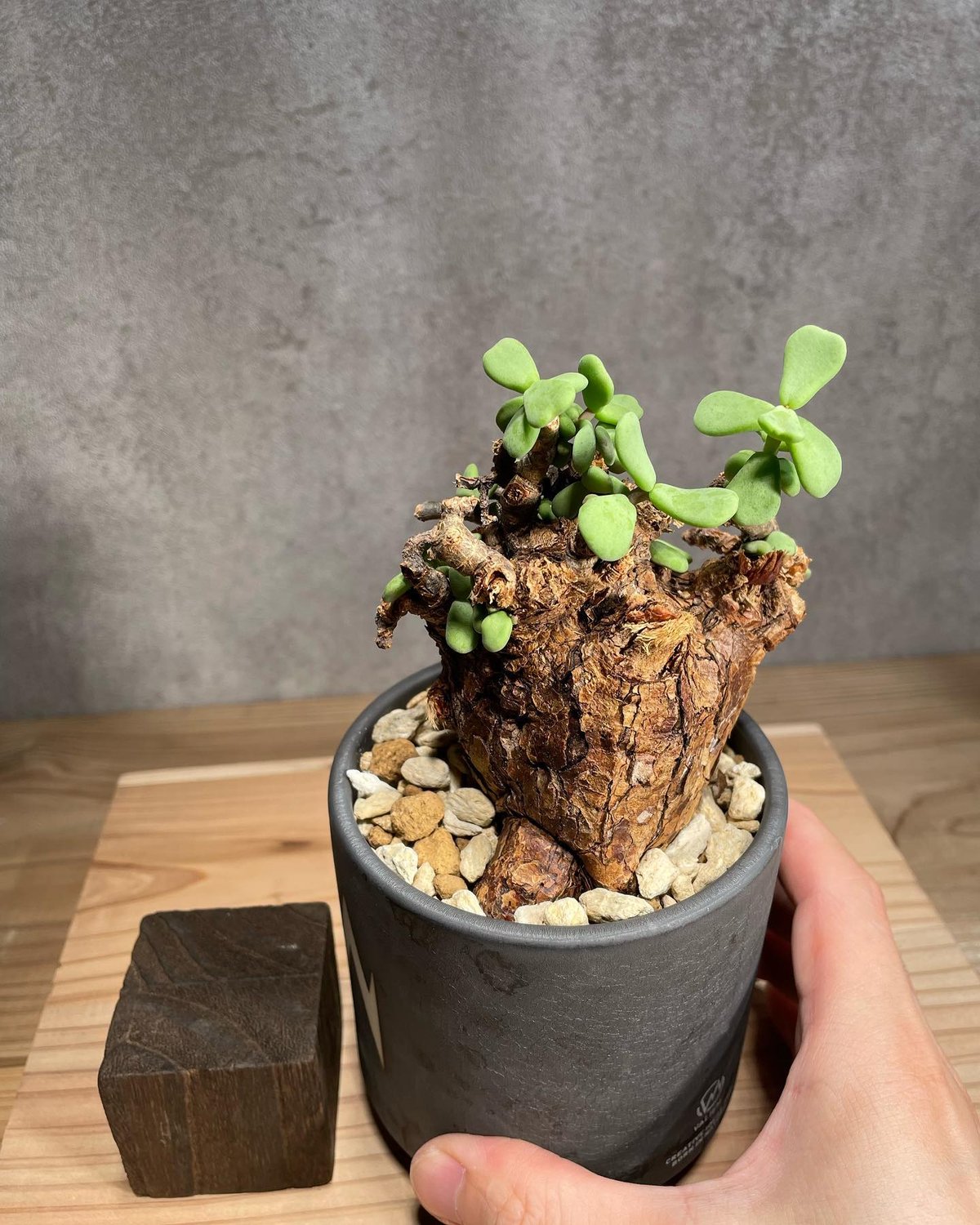 ケラリア ピグマエア／Ceraria pygmaea 発根済 (商品番号pm-4valiem)