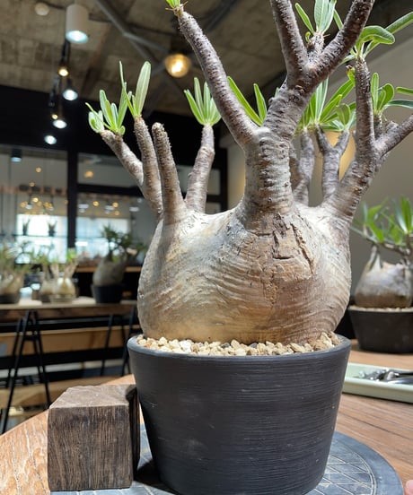 パキポディウム グラキリス　Pachypodium gracilius 　発根済　(gk-368)