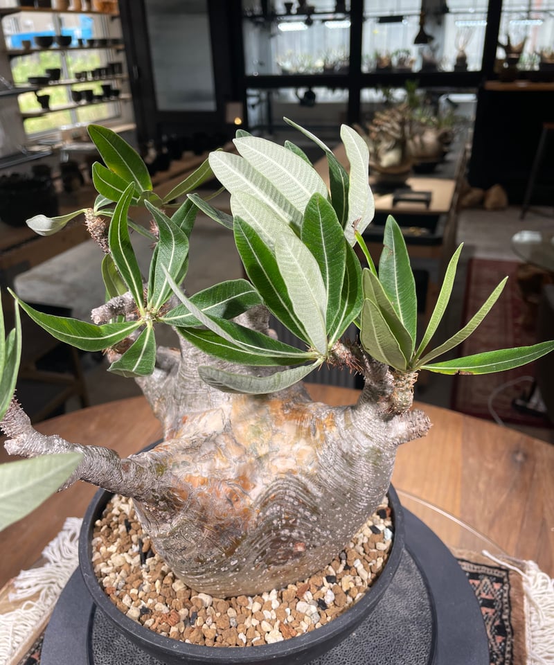 パキポディウム グラキリス Pachypodium gracilius 発根済 (gk-30 パキポディウム グラキリス Pachypodium gracilius 発根済 (gk-30