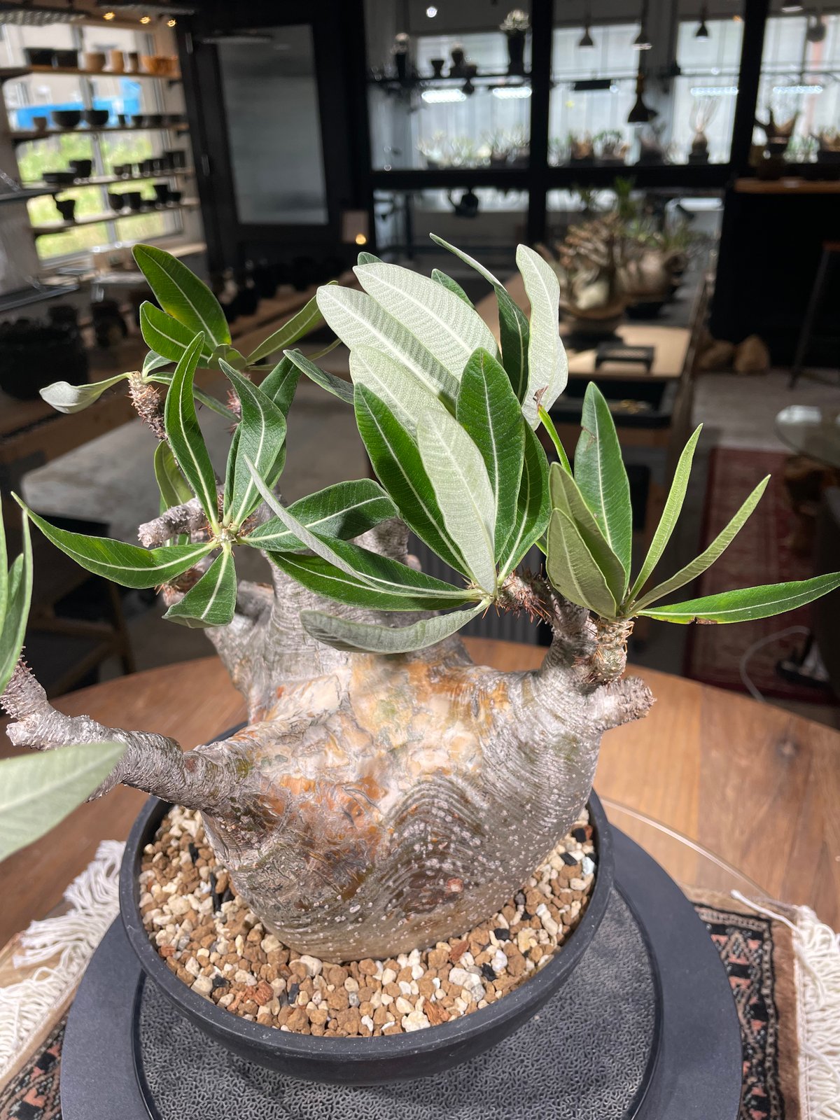 【王道】パキポディウム☆グラキリス パキポディウム グラキリス Pachypodium gracilius 発根済 (gk-30