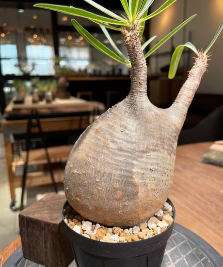 パキポディウム グラキリス　Pachypodium gracilius 　発根済　(gk-386)