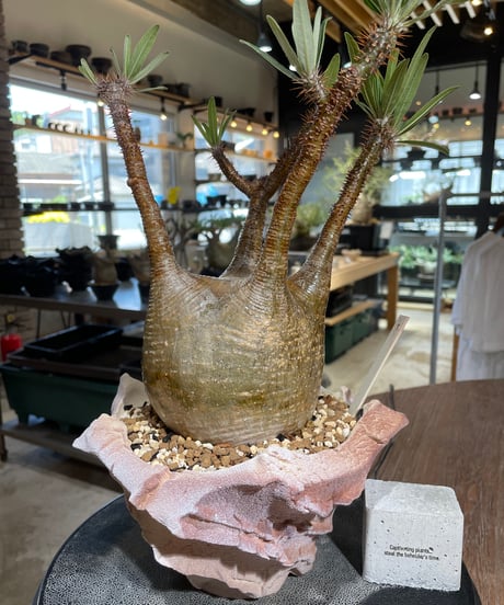 パキポディウム グラキリス　Pachypodium gracilius 　発根済　(gk-547)（鉢：RAVOR　M）