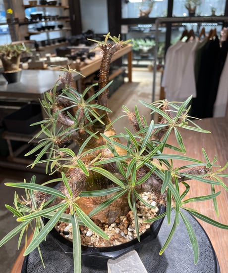 パキポディウム グラキリス　Pachypodium gracilius 　発根済　(gk-569)