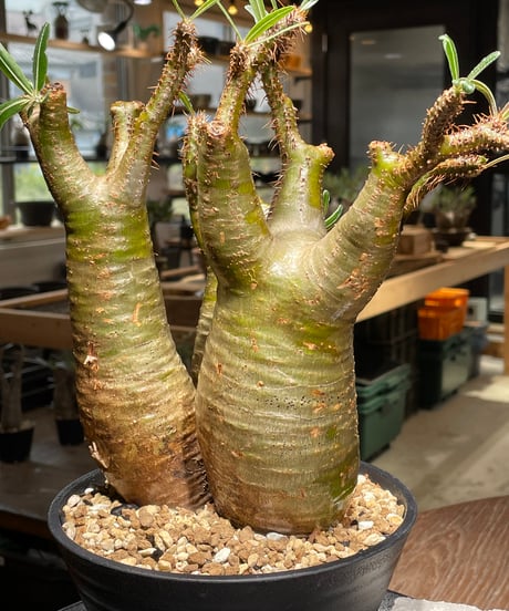 パキポディウム グラキリス　多頭　Pachypodium gracilius 　発根済　(gk-544)