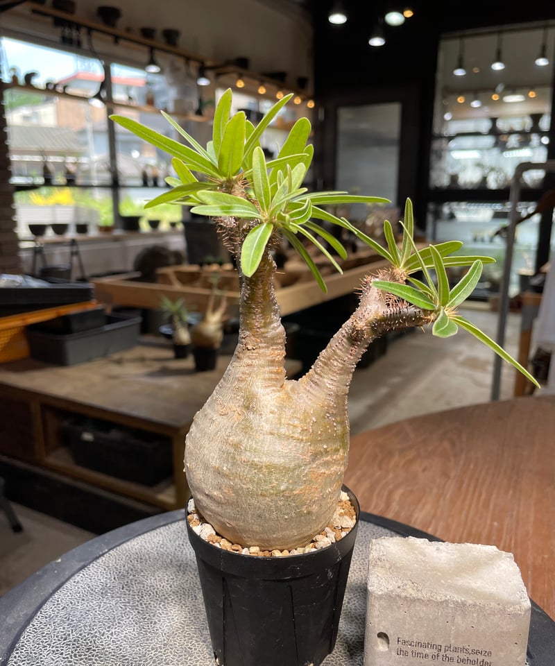 パキポディウム グラキリス Pachypodium gracilius 発根済 (gk-48