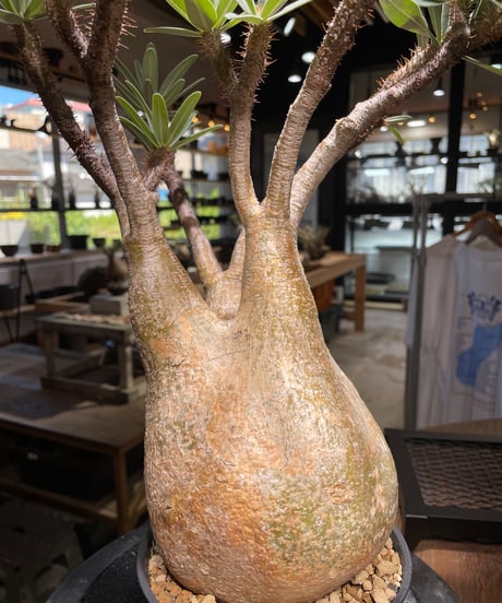 パキポディウム グラキリス　Pachypodium gracilius 　発根済　(gk-506）