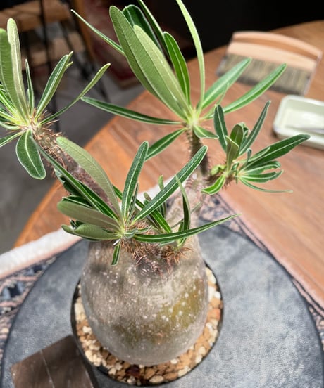 パキポディウム グラキリス　Pachypodium gracilius 　発根済　(gk-398)