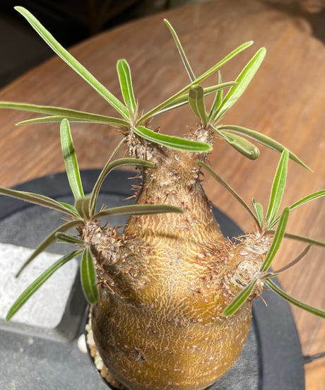 パキポディウム グラキリス　Pachypodium gracilius 　発根済　(gk-460)
