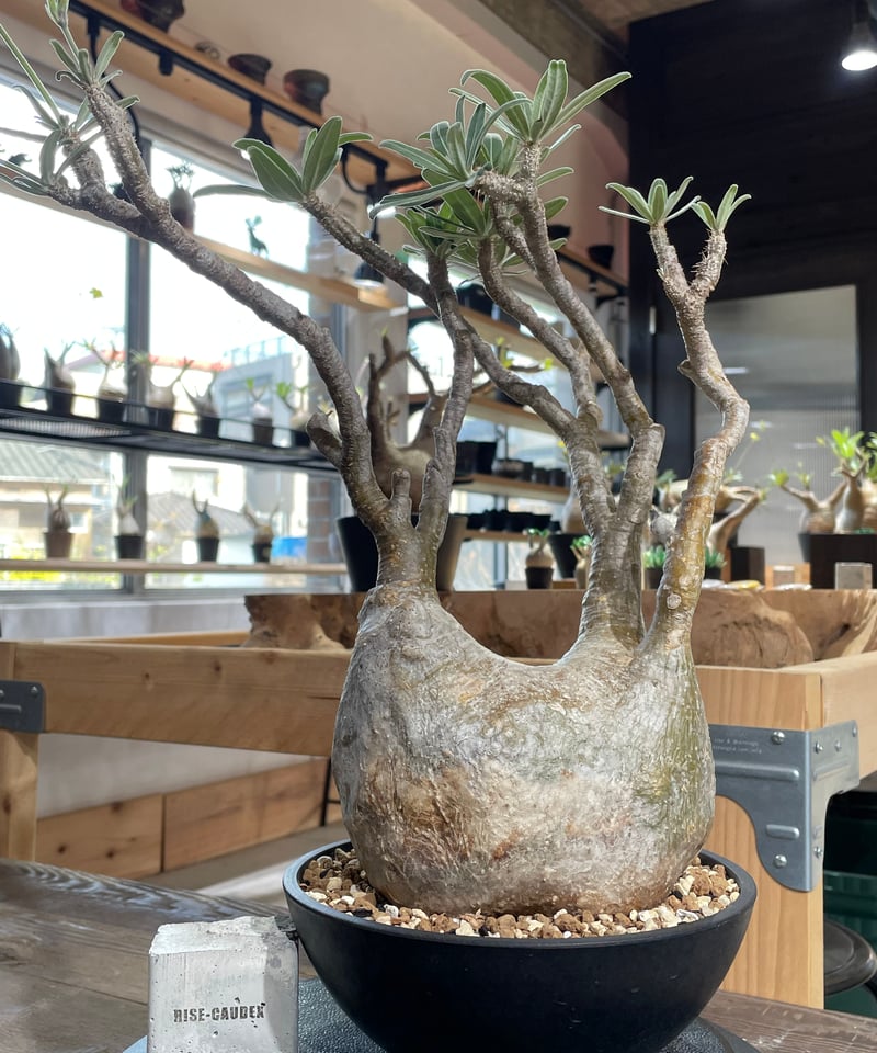 パキポディウム グラキリス 手乗りチビグラ 発根済み カチカチ Amazon