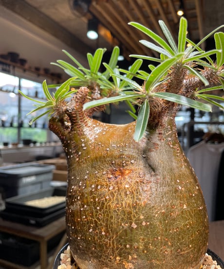 パキポディウム グラキリス　Pachypodium gracilius 　発根済　(gk-411)