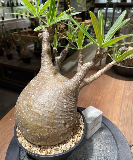 パキポディウム グラキリス　Pachypodium gracilius 　発根済　(gk-459)