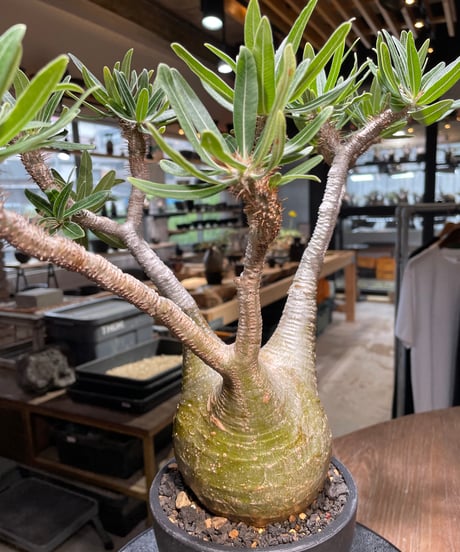 パキポディウム グラキリス　Pachypodium gracilius 　発根済　(gk-318)