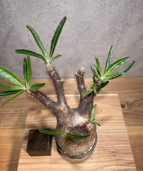 パキポディウム グラキリス　Pachypodium gracilius 　発根済　(商品番号gk-72valiem)  VALIEM 　(VALIEMタグ付き)