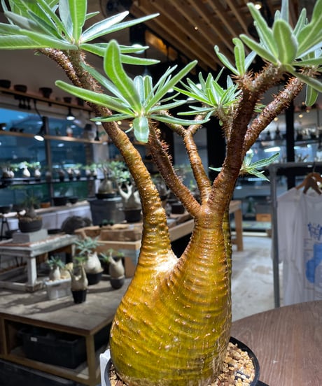 パキポディウム グラキリス　Pachypodium gracilius 　発根済　(gk-516）
