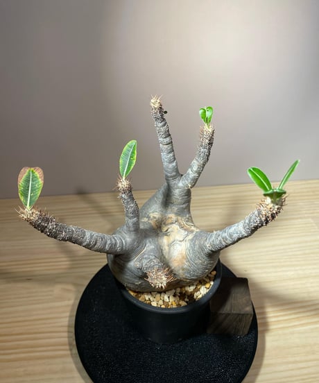パキポディウム グラキリス　Pachypodium gracilius 　発根済　(商品番号gk-108)