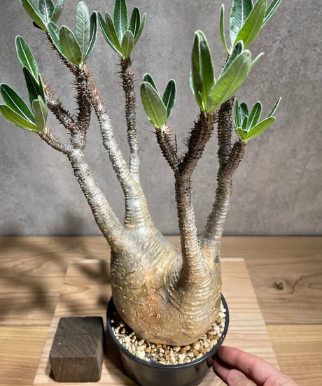 パキポディウム グラキリス　Pachypodium gracilius 　発根済　(商品番号gk-78)