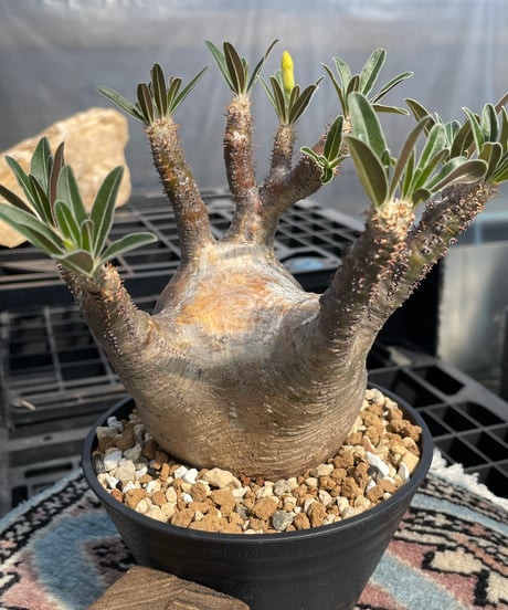 パキポディウム グラキリス　Pachypodium gracilius 　発根済　(gk-416)