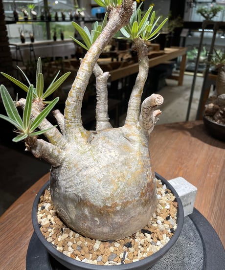 パキポディウム グラキリス　Pachypodium gracilius 　発根済　(gk-463)